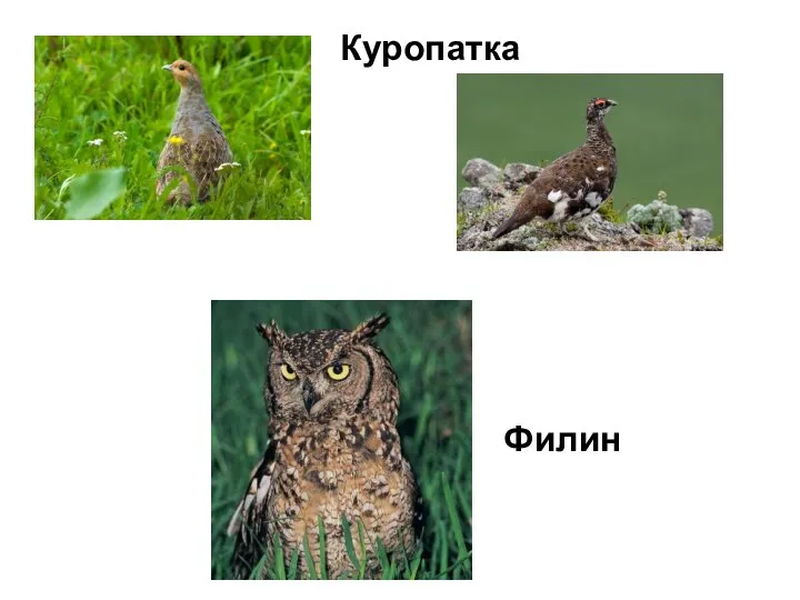 Куропатка Филин