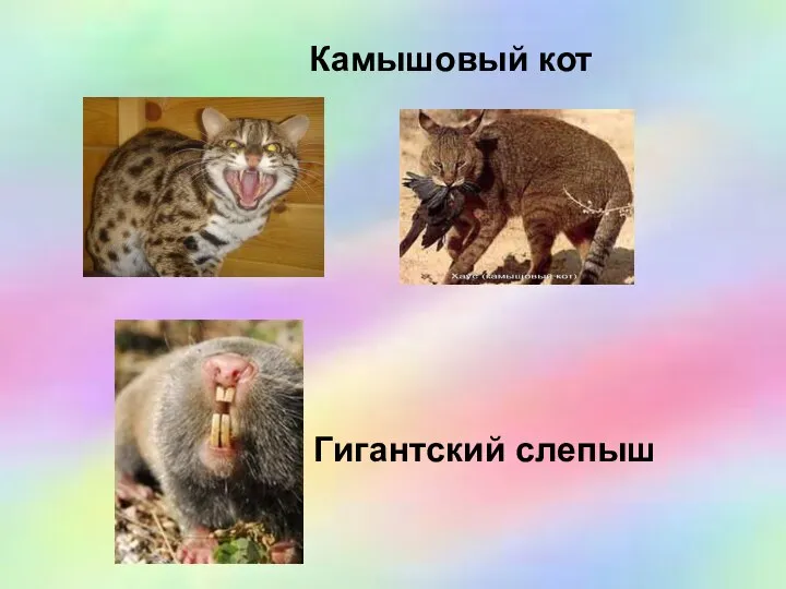 Камышовый кот Гигантский слепыш