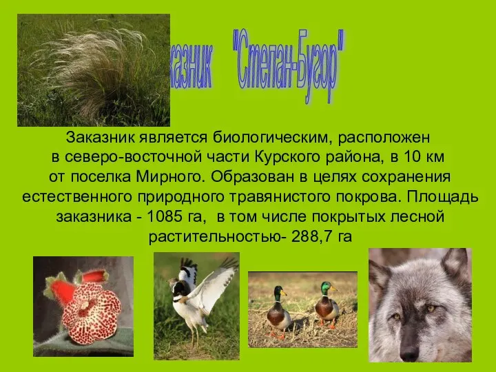 Заказник "Степан-Бугор" Заказник является биологическим, расположен в северо-восточной части Курского района,