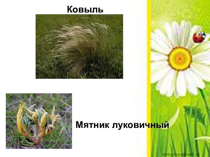 Ковыль Мятник луковичный