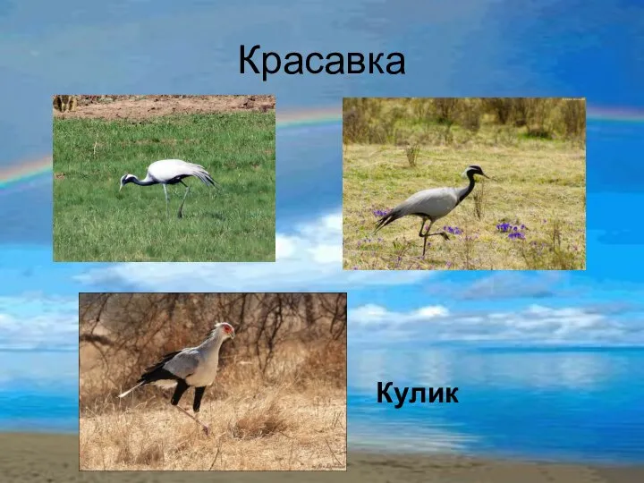 Красавка Кулик