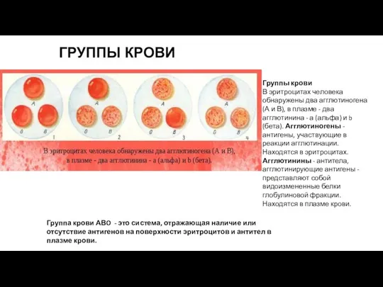 Группа крови АВO - это система, отражающая наличие или отсутствие антигенов