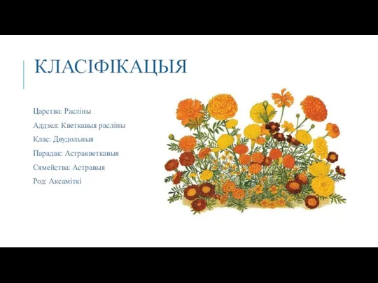 КЛАСІФІКАЦЫЯ Царства: Расліны Аддзел: Кветкавыя расліны Клас: Двудольныя Парадак: Астракветкавыя Сямейства: Астравыя Род: Аксаміткі