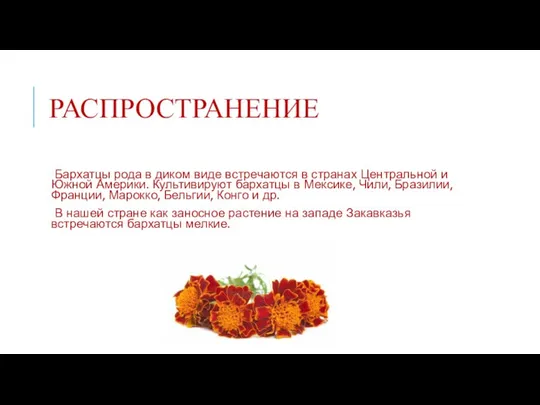 РАСПРОСТРАНЕНИЕ Бархатцы рода в диком виде встречаются в странах Центральной и