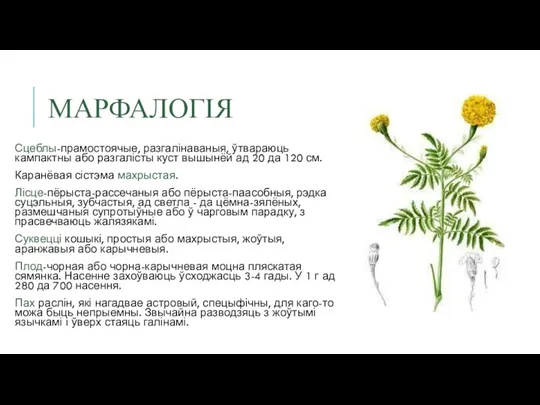 МАРФАЛОГІЯ Сцеблы-прамостоячые, разгалінаваныя, ўтвараюць кампактны або разгалісты куст вышынёй ад 20