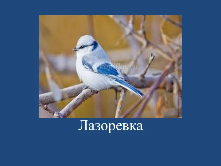 Лазоревка