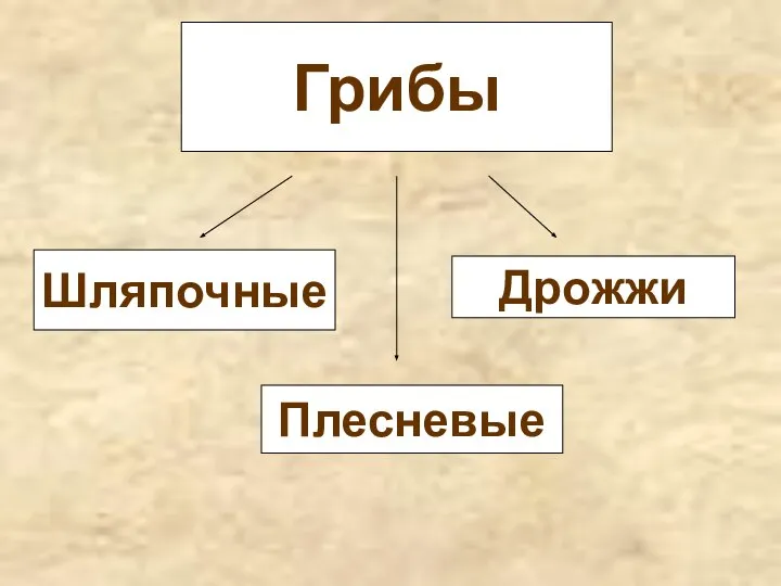 Грибы Шляпочные Плесневые Дрожжи