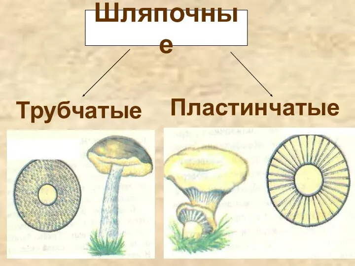 Шляпочные Трубчатые Пластинчатые