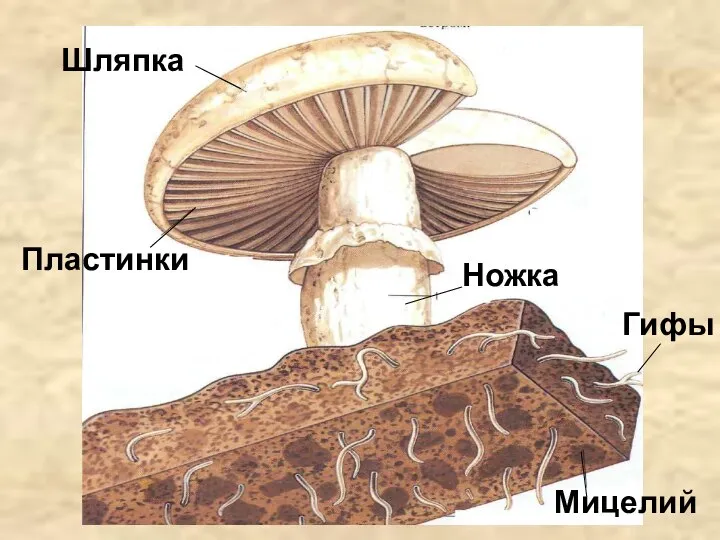 Шляпка Пластинки Ножка Мицелий Гифы