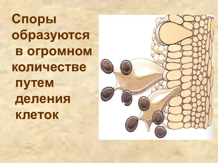 Споры образуются в огромном количестве путем деления клеток