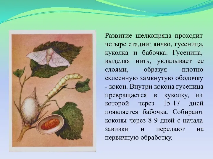 Развитие шелкопряда проходит четыре стадии: яичко, гусеница, куколка и бабочка. Гусеница,