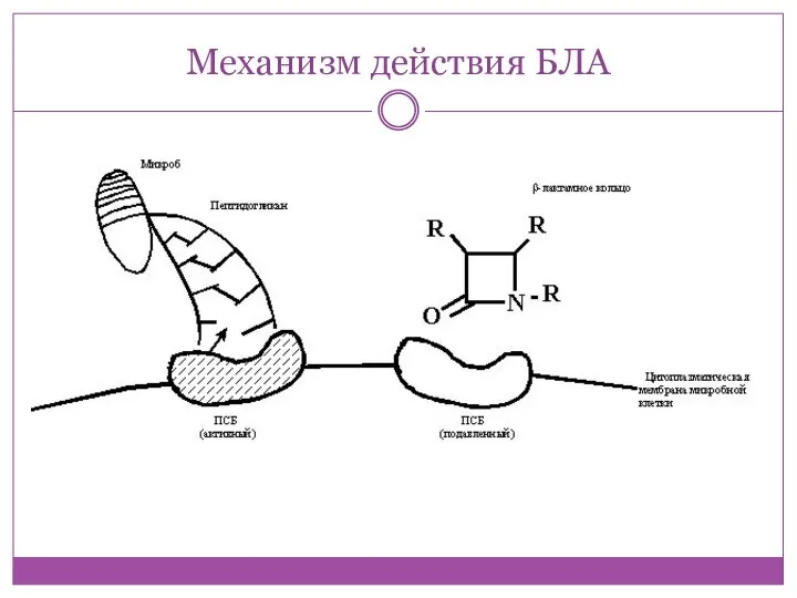 Механизм действия БЛА