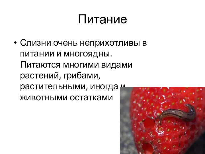 Питание Слизни очень неприхотливы в питании и многоядны. Питаются многими видами