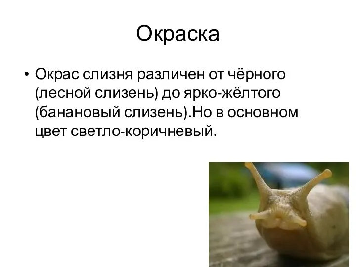 Окраска Окрас слизня различен от чёрного(лесной слизень) до ярко-жёлтого (банановый слизень).Но в основном цвет светло-коричневый.