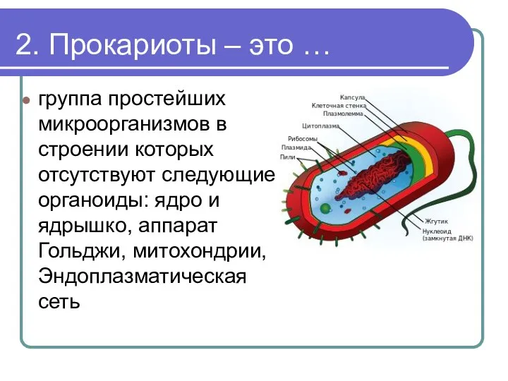 2. Прокариоты – это … группа простейших микроорганизмов в строении которых