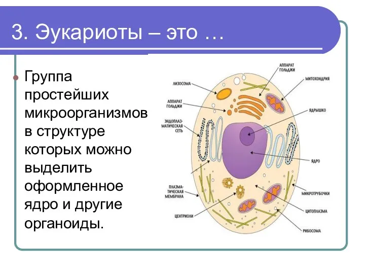 3. Эукариоты – это … Группа простейших микроорганизмов в структуре которых