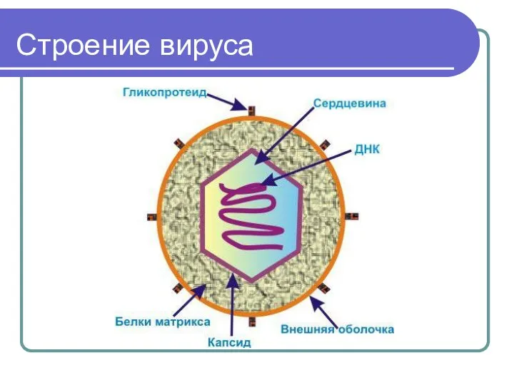 Строение вируса