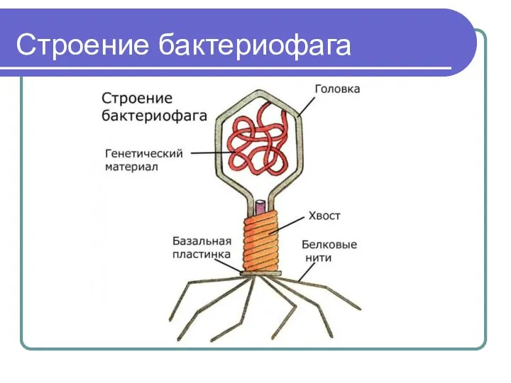 Строение бактериофага