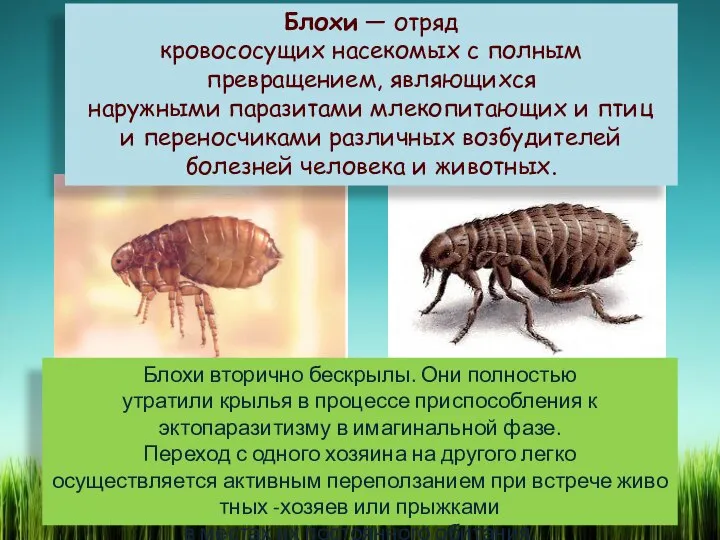 Блохи — отряд кровососущих насекомых с полным превращением, являющихся наружными паразитами