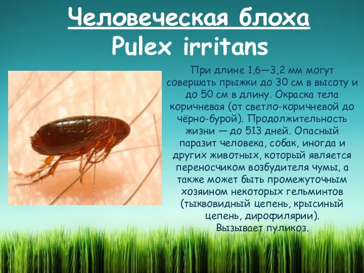 Человеческая блоха Pulex irritans При длине 1,6—3,2 мм могут совершать прыжки