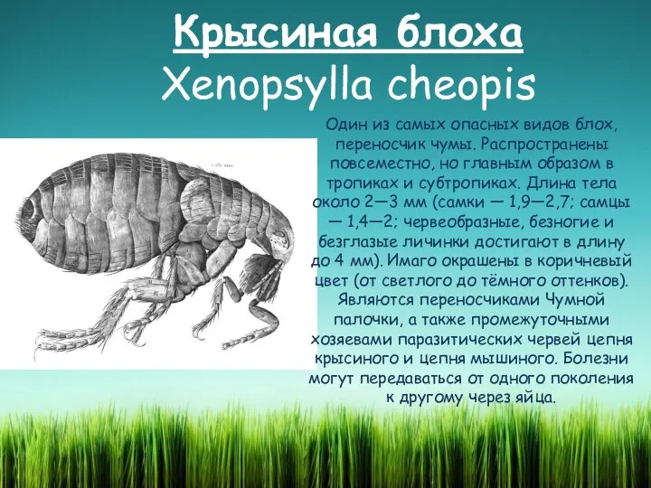 Крысиная блоха Xenopsylla cheopis Один из самых опасных видов блох, переносчик