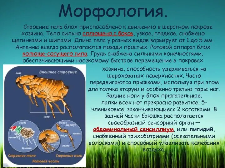 Морфология. Строение тела блох приспособлено к движению в шерстном покрове хозяина.