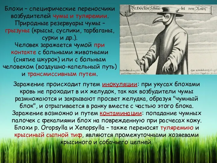 Блохи – специфические переносчики возбудителей чумы и туляремии. Природные резервуары чумы