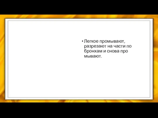 Легкое промывают, разрезают на части по бронхам и снова про­мывают.