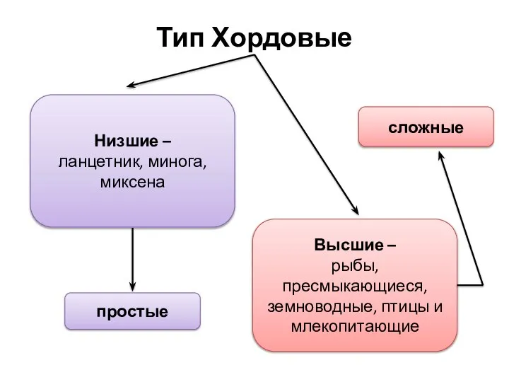 Тип Хордовые Высшие – рыбы, пресмыкающиеся, земноводные, птицы и млекопитающие простые