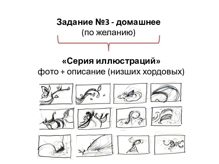 Задание №3 - домашнее (по желанию) «Серия иллюстраций» фото + описание (низших хордовых)