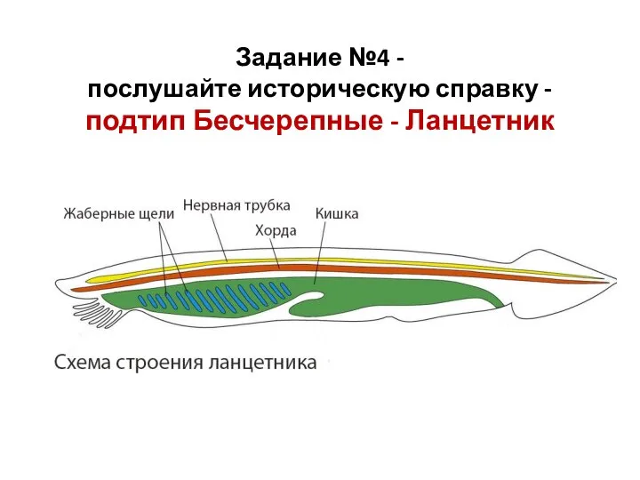 Задание №4 - послушайте историческую справку - подтип Бесчерепные - Ланцетник