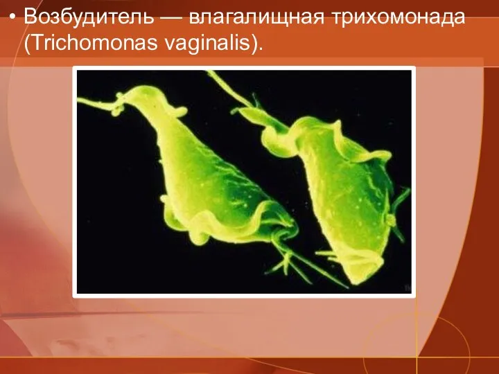 Возбудитель — влагалищная трихомонада (Trichomonas vaginalis).