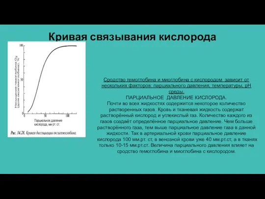 Кривая связывания кислорода Сродство гемоглобина и миоглобина с кислородом зависит от