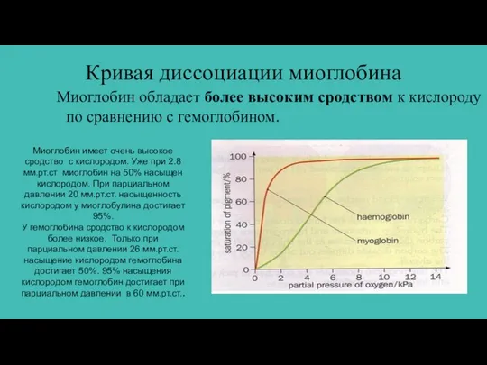 Кривая диссоциации миоглобина Миоглобин обладает более высоким сродством к кислороду по