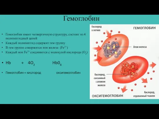 Гемоглобин Гемоглобин имеет четвертичную структуру, состоит из 4 полипептидный цепей Каждый