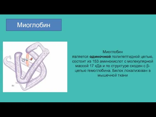 Миоглобин Миоглобин является одиночной полипептидной цепью, состоит из 153 аминокислот с