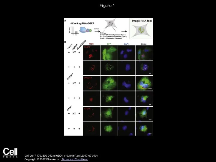 Figure 1 Cell 2017 170, 899-912.e10DOI: (10.1016/j.cell.2017.07.010) Copyright © 2017 Elsevier Inc. Terms and Conditions