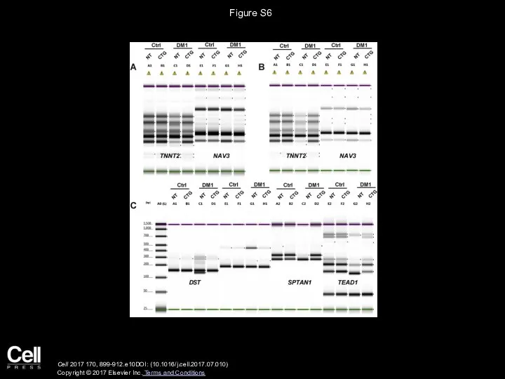 Figure S6 Cell 2017 170, 899-912.e10DOI: (10.1016/j.cell.2017.07.010) Copyright © 2017 Elsevier Inc. Terms and Conditions