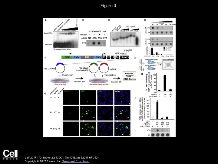 Figure 3 Cell 2017 170, 899-912.e10DOI: (10.1016/j.cell.2017.07.010) Copyright © 2017 Elsevier Inc. Terms and Conditions