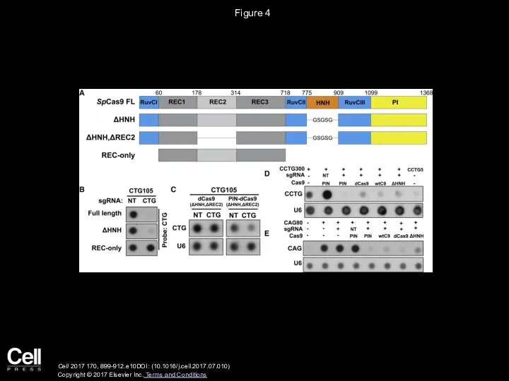 Figure 4 Cell 2017 170, 899-912.e10DOI: (10.1016/j.cell.2017.07.010) Copyright © 2017 Elsevier Inc. Terms and Conditions