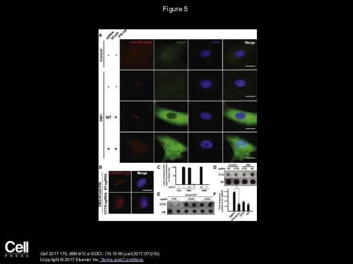 Figure 5 Cell 2017 170, 899-912.e10DOI: (10.1016/j.cell.2017.07.010) Copyright © 2017 Elsevier Inc. Terms and Conditions