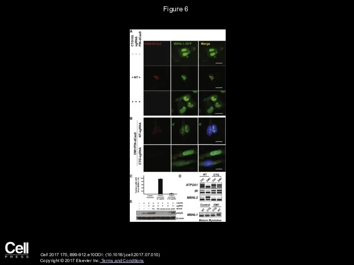 Figure 6 Cell 2017 170, 899-912.e10DOI: (10.1016/j.cell.2017.07.010) Copyright © 2017 Elsevier Inc. Terms and Conditions