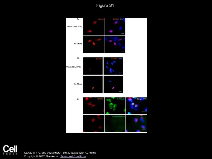 Figure S1 Cell 2017 170, 899-912.e10DOI: (10.1016/j.cell.2017.07.010) Copyright © 2017 Elsevier Inc. Terms and Conditions