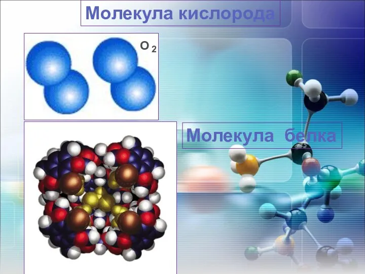 Молекула кислорода Молекула белка О 2