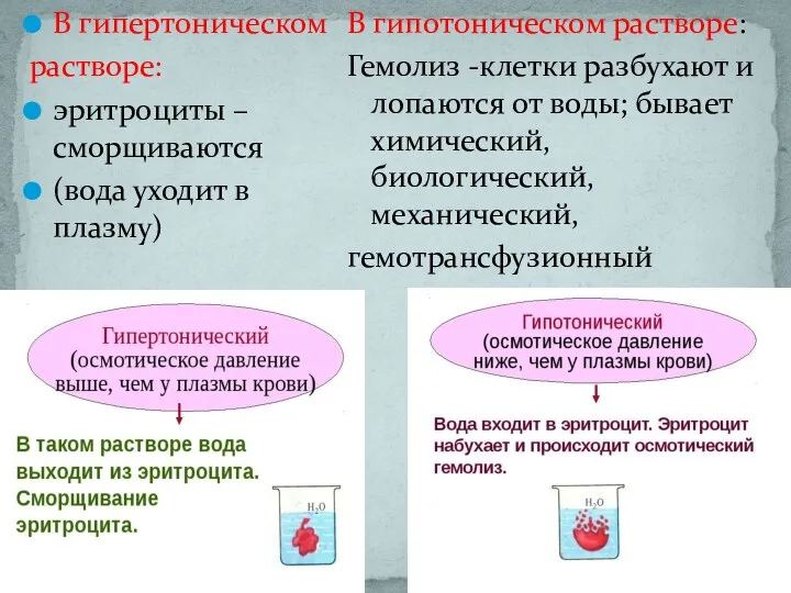 В гипертоническом растворе: эритроциты –сморщиваются (вода уходит в плазму) В гипотоническом