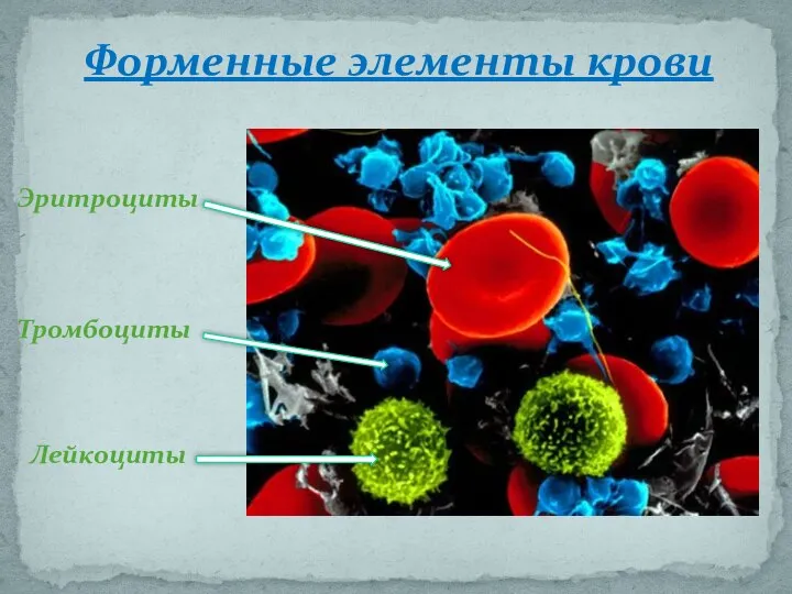 Форменные элементы крови Эритроциты Тромбоциты Лейкоциты