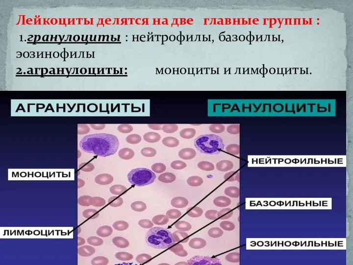 Лейкоциты делятся на две главные группы : 1.гранулоциты : нейтрофилы, базофилы, эозинофилы 2.агранулоциты: моноциты и лимфоциты.