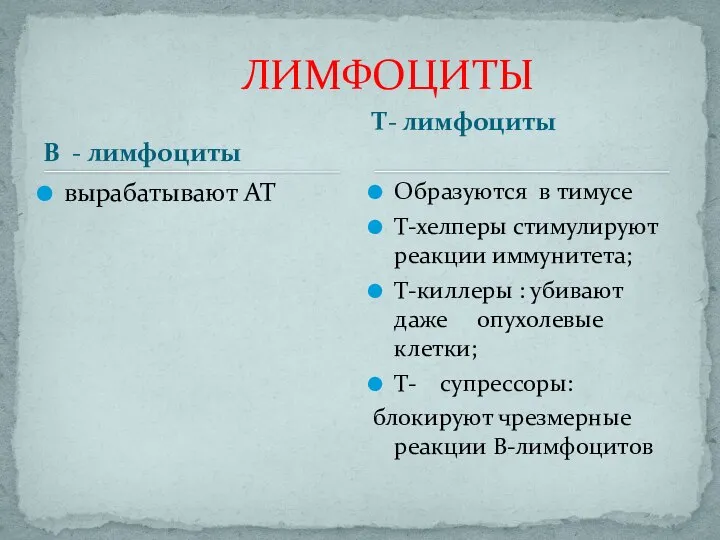 В - лимфоциты вырабатывают АТ Образуются в тимусе Т-хелперы стимулируют реакции