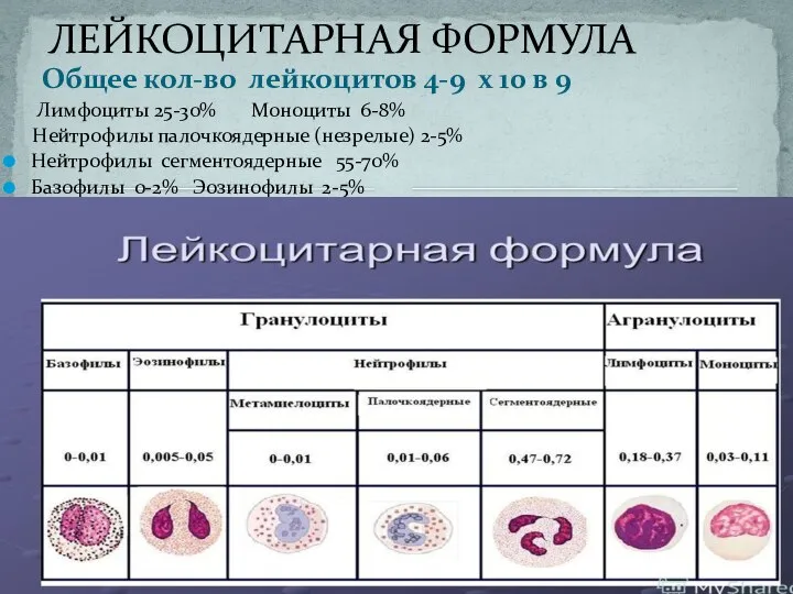 Общее кол-во лейкоцитов 4-9 х 10 в 9 Лимфоциты 25-30% Моноциты