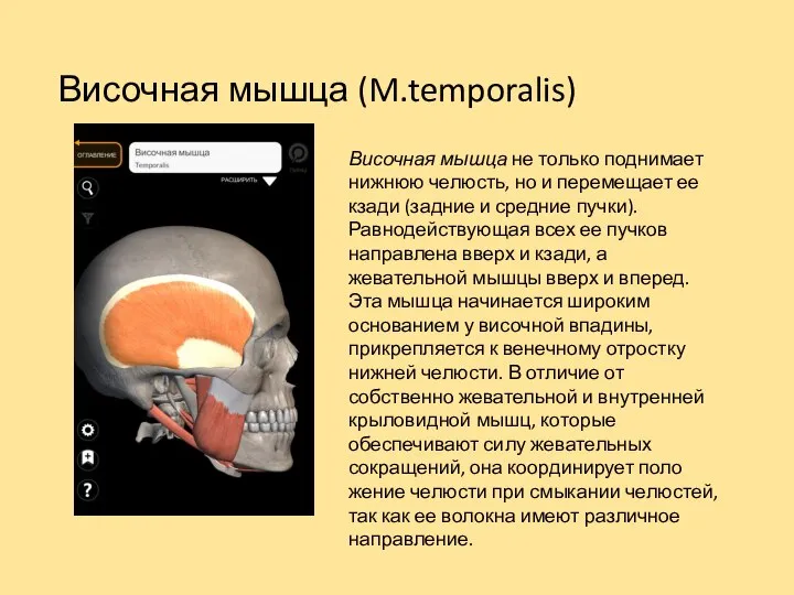 Височная мышца (M.temporalis) Височная мышца не только подни­мает нижнюю челюсть, но